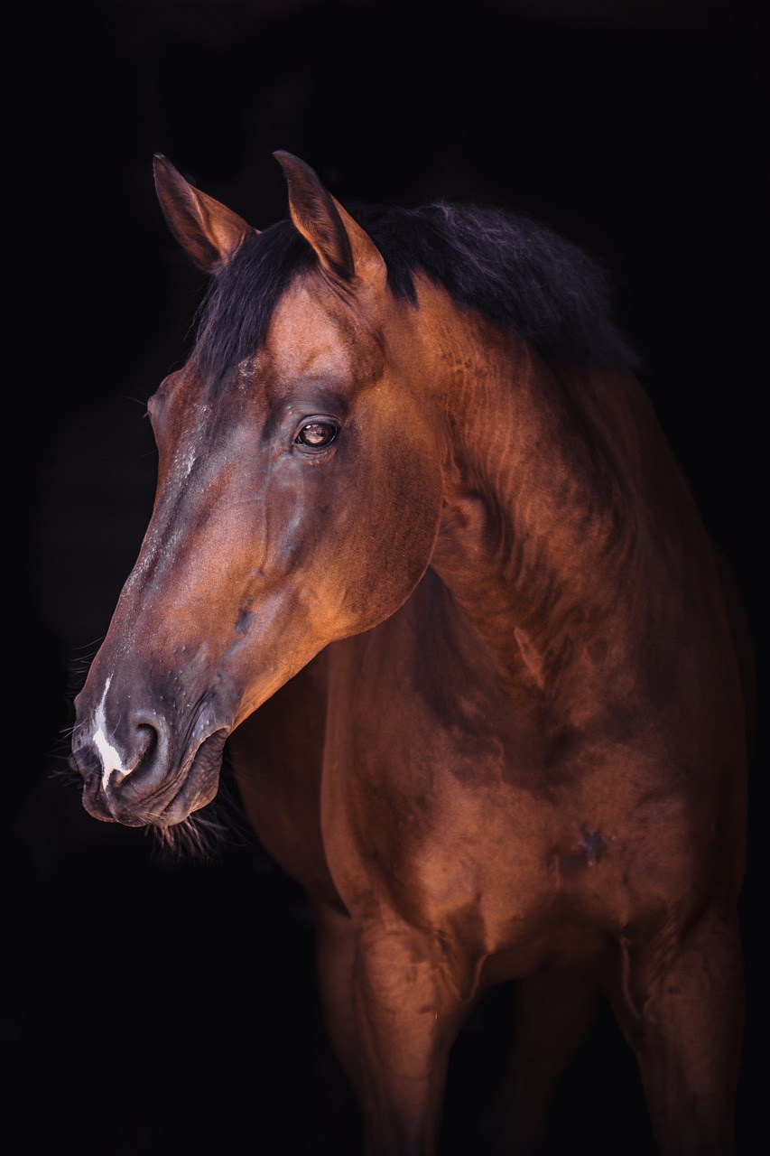horse, animal, equine-4044547.jpg