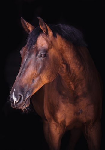horse-animal-equine-4044547 horse, animal, equine-4044547.jpg